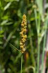 Fox sedge